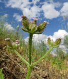 Turgenia latifolia. Верхушка растения с цветками и незрелыми плодами. Казахстан, Туркестанская обл., Байдибекский р-н, верх. р. Улькен-Бугунь, крупнозлаковое саванноидное сообщество, участок с нарушенным покровом. 18.05.2023.