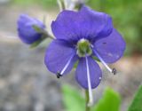 Veronica grandiflora