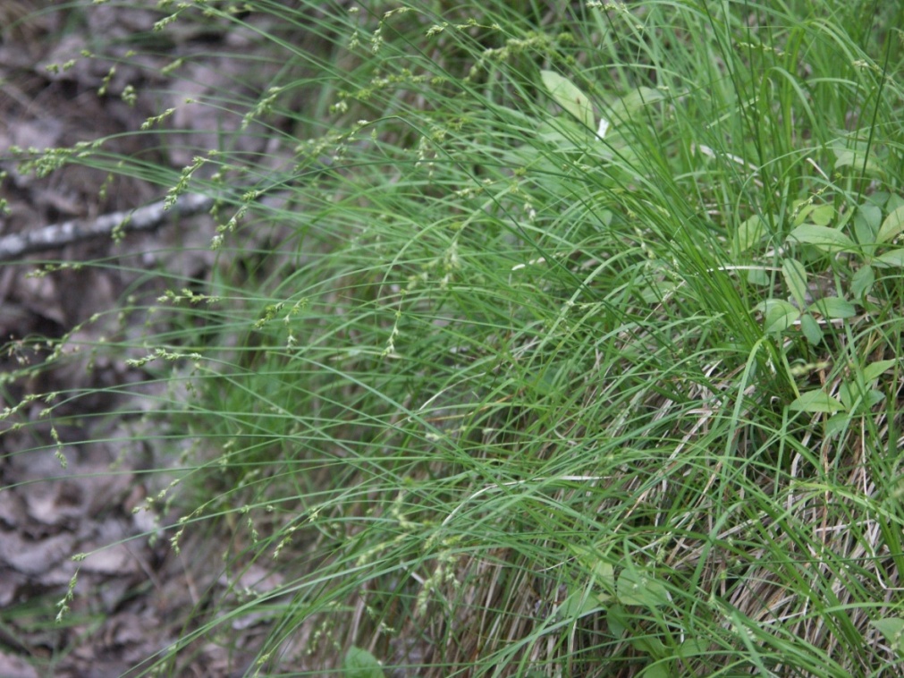 Изображение особи Carex brunnescens.