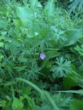 Geranium collinum