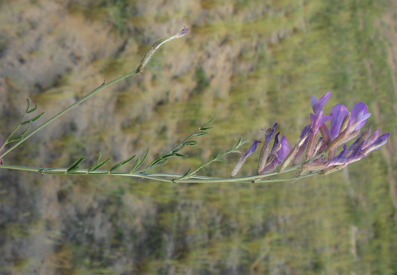 Изображение особи Astragalus varius.