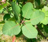 Cotinus coggygria. Листья. Украина, Крым, окр. г. Керчь, опушка небольшой рощи на склоне горы. Июнь 2010 г.