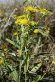 Inula britannica