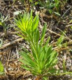 Conyza canadensis