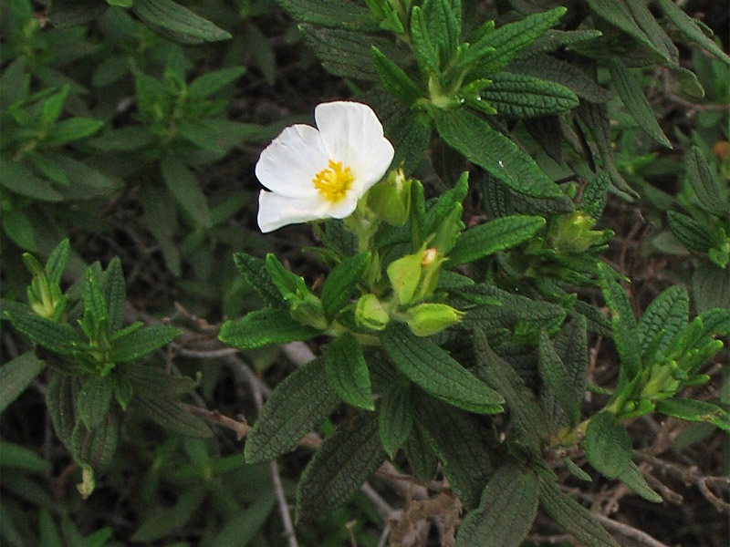 Изображение особи Cistus monspeliensis.