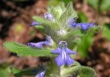 Ajuga multiflora. Верхушка соцветия. Приморский край, Спасский р-н, окр. с. Хвалынка, дубняк леспедециевый. 14.09.2013.