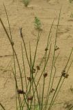 Juncus × inundatus