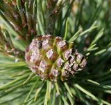 Pinus mugo. Невызревшая шишка ('Mops'). Германия, г. Дюссельдорф, Ботанический сад университета. 04.05.2014.