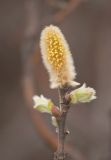 Salix lanata