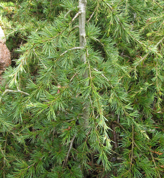 Image of Cedrus deodara specimen.