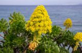 Aeonium arboreum. Верхушка побега с соцветием. Греция, Эгейское море, о. Парос, высокий каменистый берег, возле жилья. 15.12.2015.