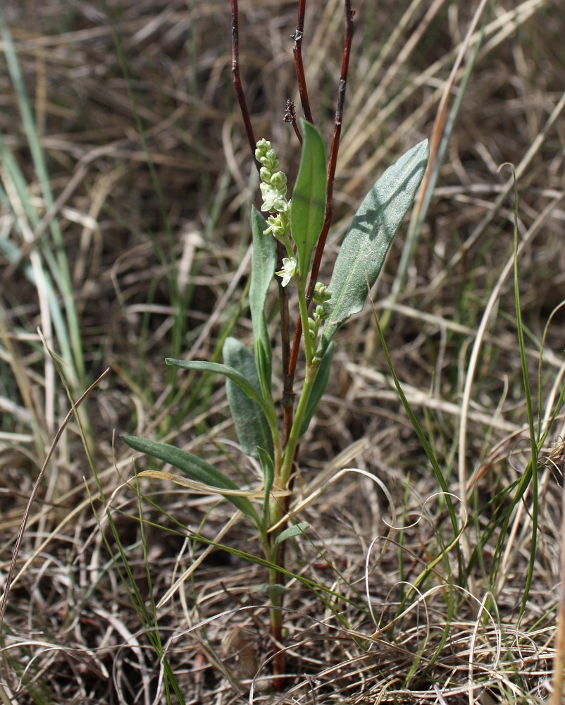 Изображение особи Knorringia sibirica.