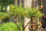 Punica granatum. Верхняя часть растения с цветками и завязавшимися плодами. Италия, регион Лацио, провинция Рим, Тиволи (Tivoli), Вилла д'Эсте (Villa d'Este), в культуре. 9 сентября 2014 г.