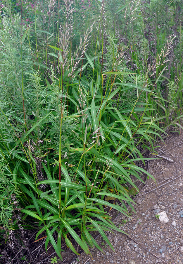 Изображение особи Spodiopogon sibiricus.