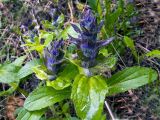 Ajuga genevensis. Зацветающие растения. Ульяновское Заволжье, берег р. Волга, смешанный лес. 20.05.2016.