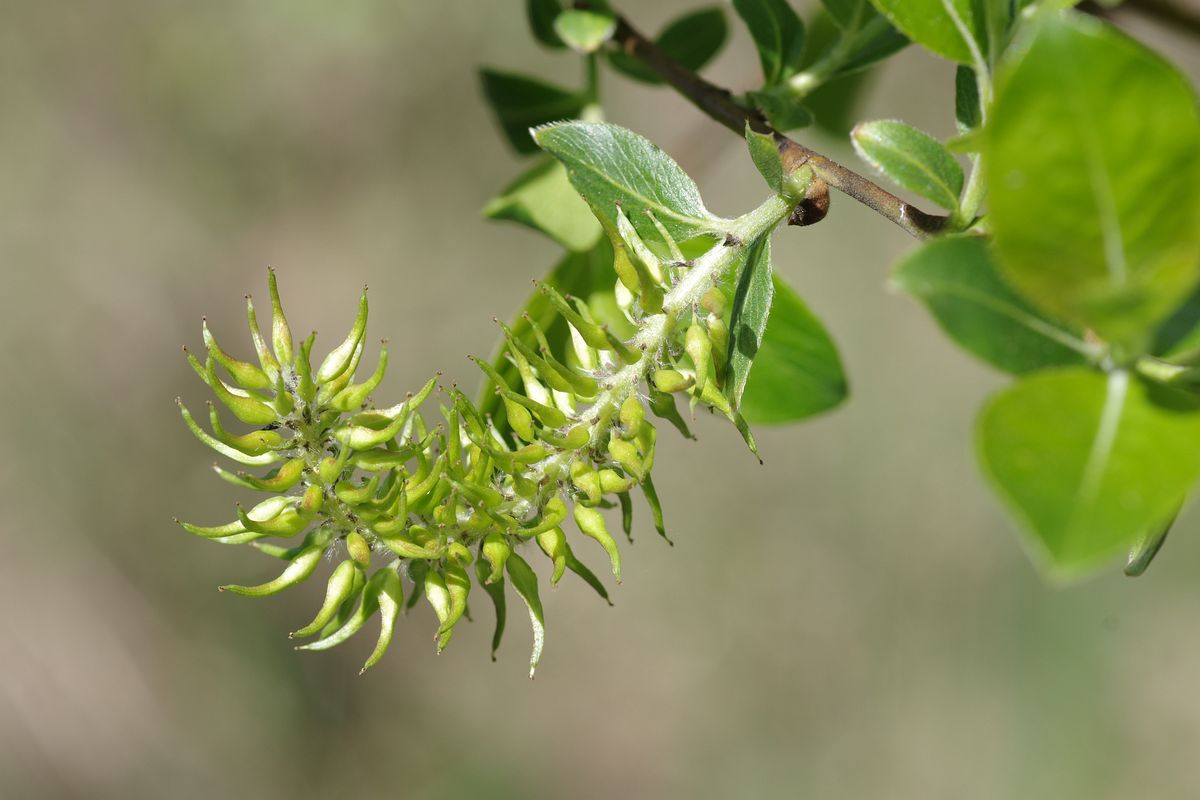 Изображение особи Salix phylicifolia.