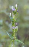 Gentianella amarella