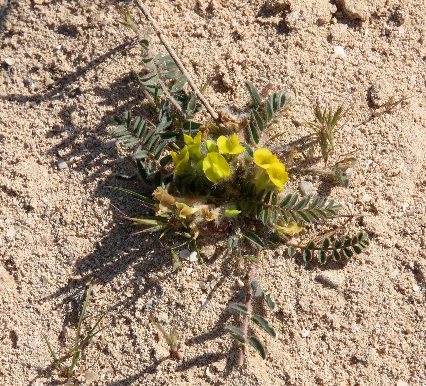 Изображение особи Astragalus caprinus.