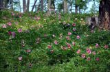 Paeonia anomala