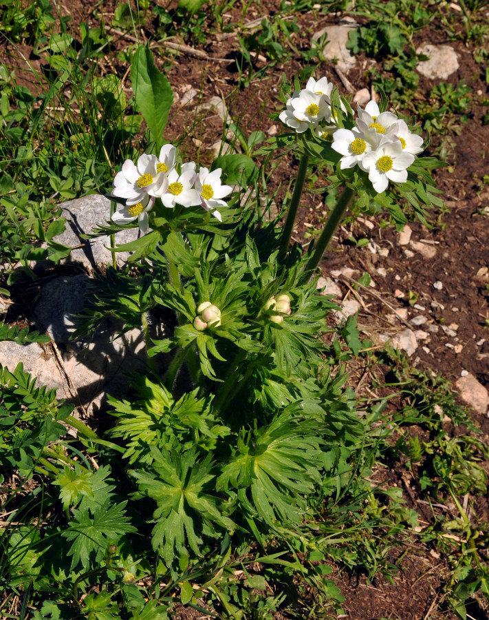 Изображение особи Anemonastrum fasciculatum.