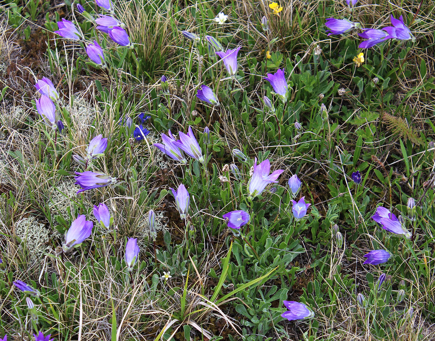 Изображение особи Campanula biebersteiniana.