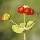 Lonicera etrusca