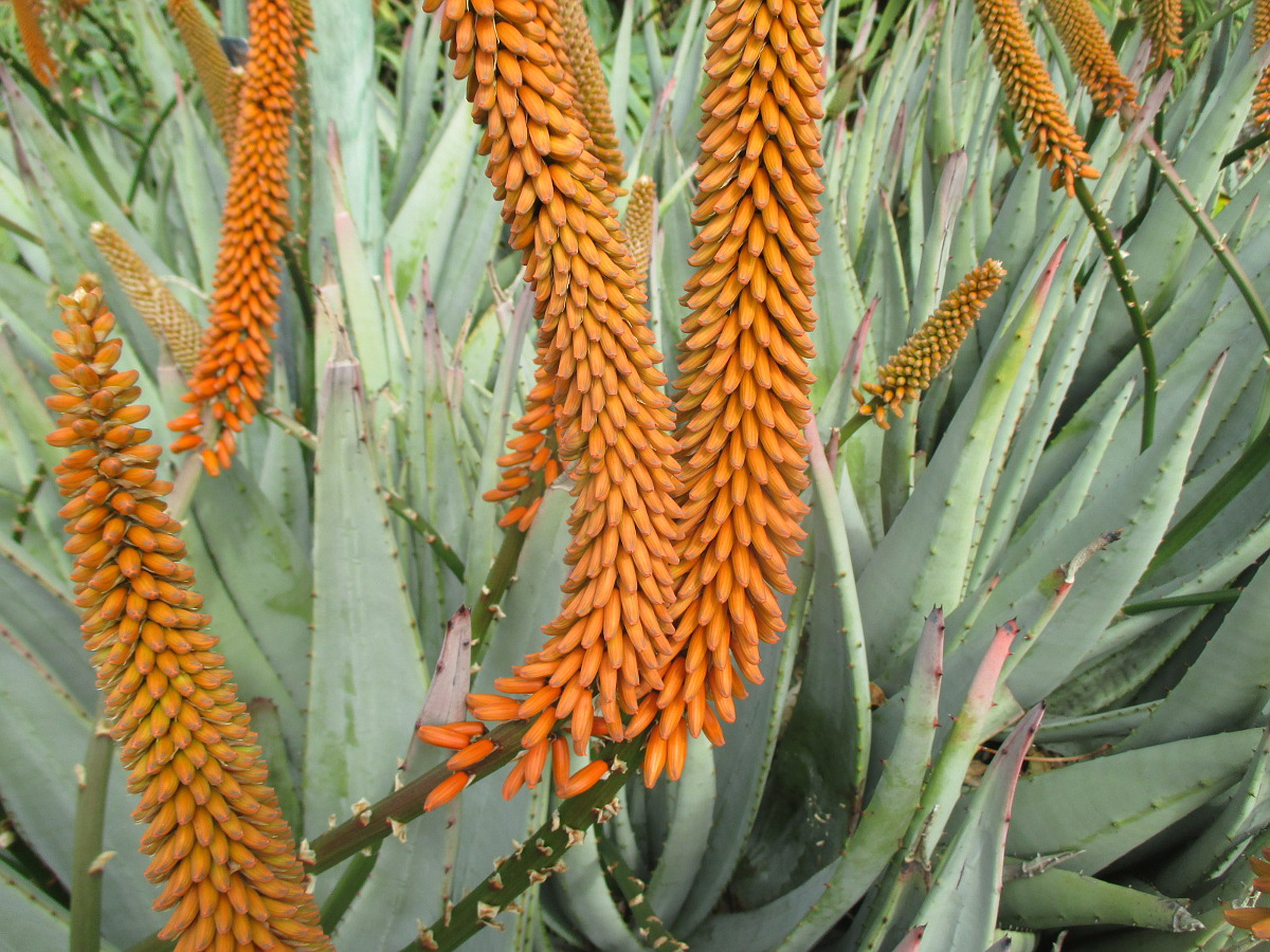 Изображение особи Aloe petricola.