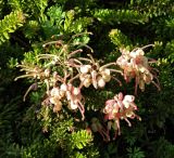 Grevillea lanigera