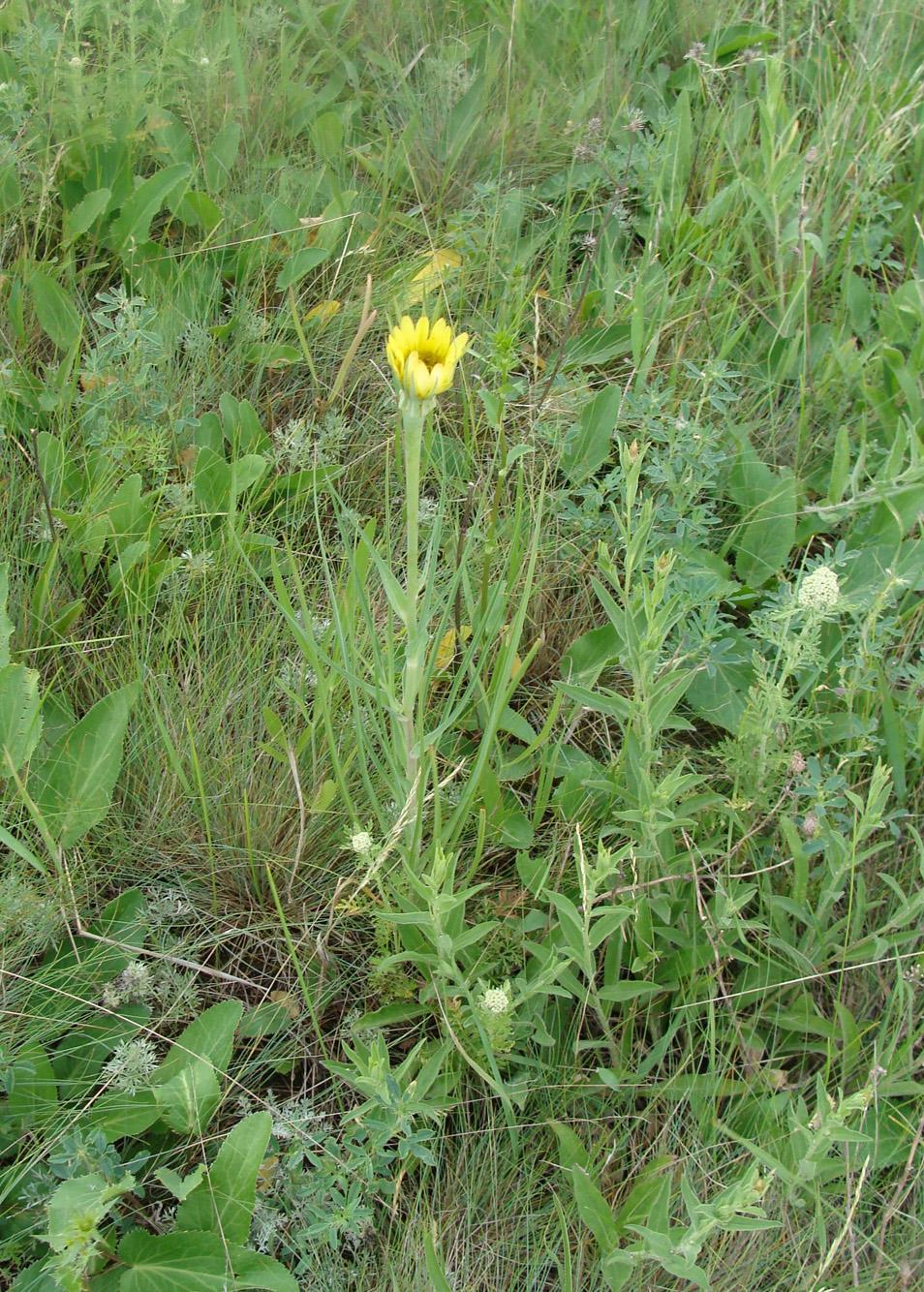 Изображение особи Tragopogon dubius ssp. desertorum.