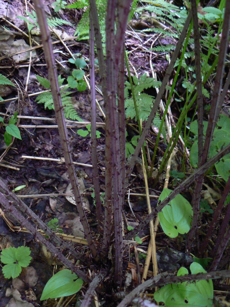 Изображение особи Athyrium sinense.