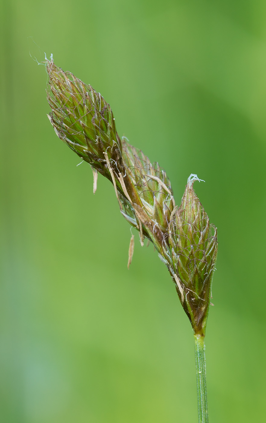 Изображение особи Carex leporina.