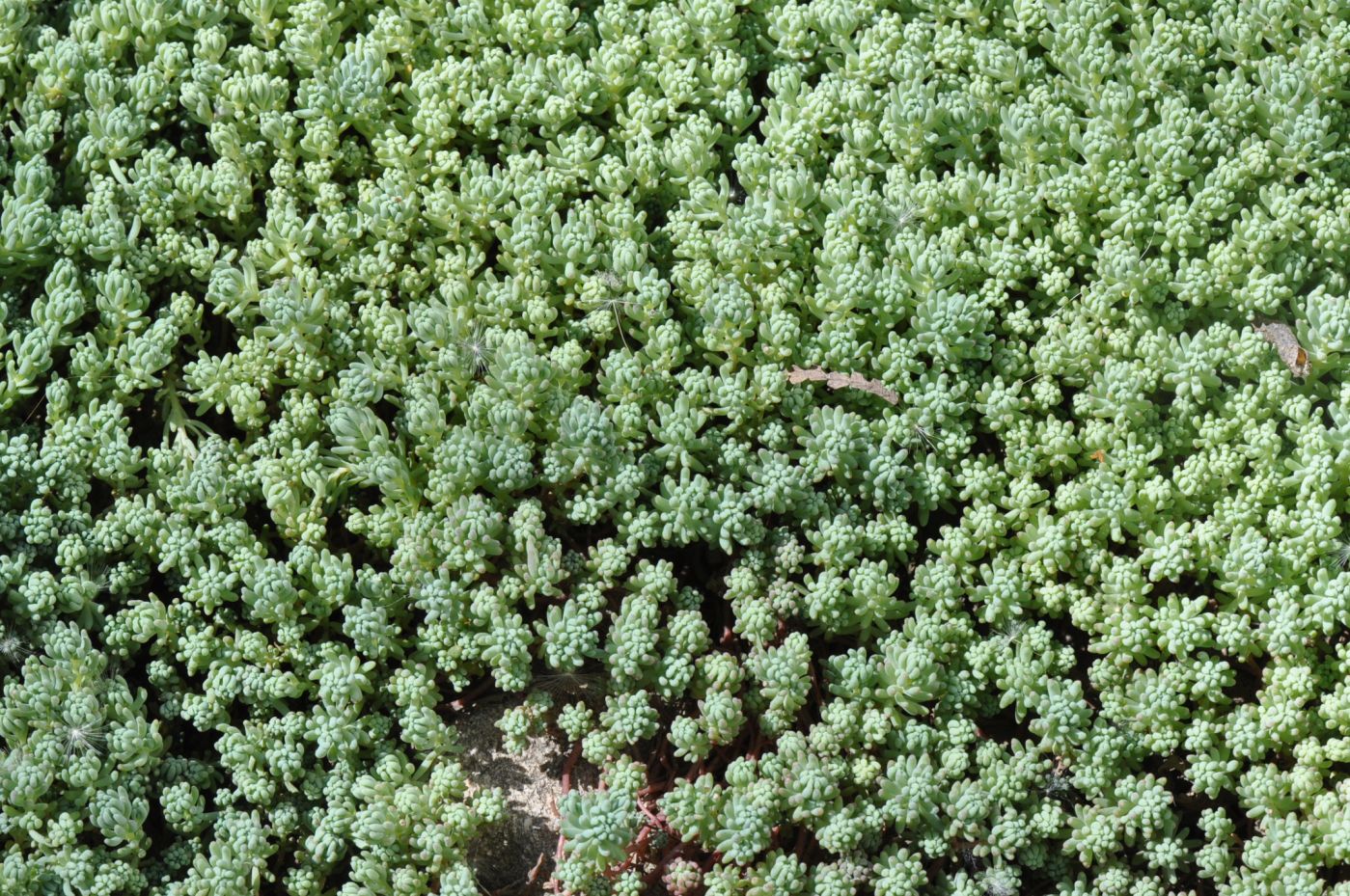 Изображение особи Sedum pallidum ssp. bithynicum.