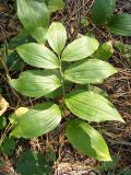 Polygonatum odoratum. Вегетирующее растение. Крым, Белогорский р-н, возле Топловского монастыря, лиственный лес. 11.08.2018.