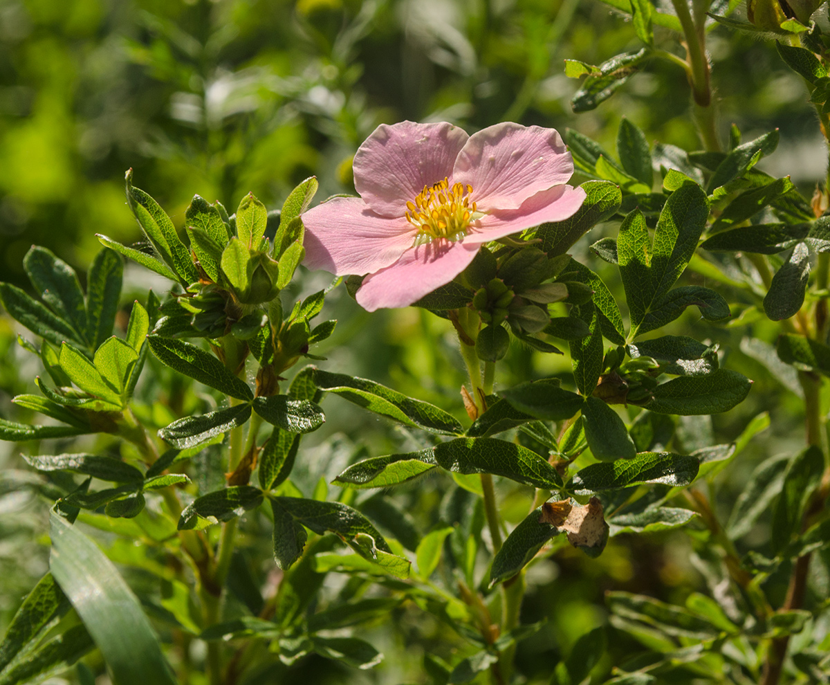 Изображение особи Dasiphora fruticosa.