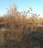 Ptelea trifoliata