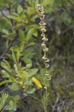 Artemisia phaeolepis