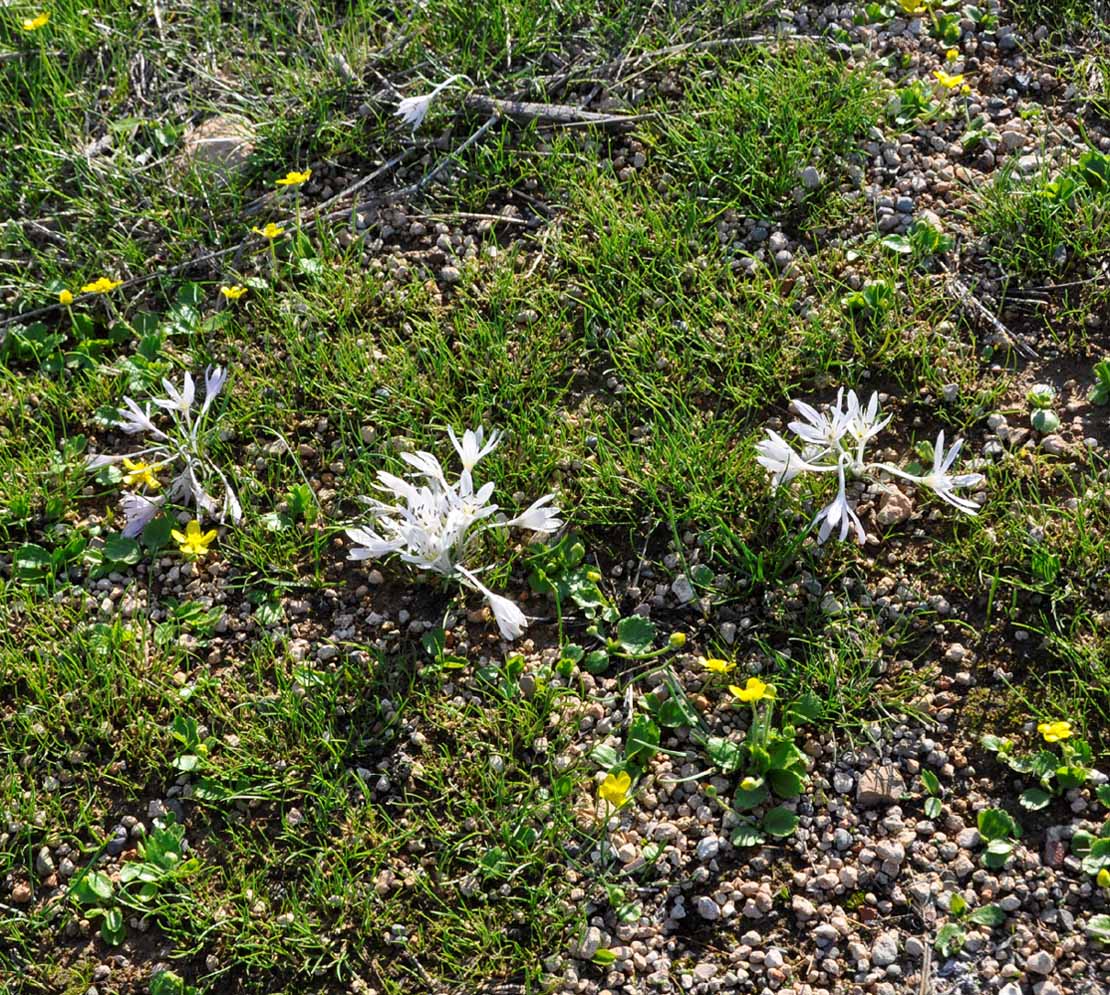 Изображение особи Colchicum pusillum.