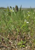 Cerastium syvaschicum