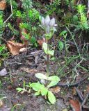 Gentiana glauca