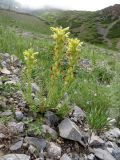 Pedicularis talassica. Цветущее растение на зарастающей каменистой россыпи. Казахстан, Туркестанская обл., Толебийский р-н, территория Сайрам-Угамского национального парка; Угамский хр., верховья р. Сайрам-Су, ≈ 2500 м н.у.м. 03.07.2019.