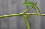 Epilobium pseudorubescens