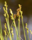 Carex elongata