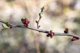 род Chaenomeles. Часть веточки с бутонами и молодыми листьями. Ленинградская обл., Кингисеппский р-н, берег р. Луга, обочина грунтовой дороги в закустаренном разреженном лесу. 03.05.2020.