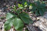 Helleborus caucasicus. Цветущее растение. Республика Адыгея, г. Майкоп, южная окраина, водораздельный хребет Нагиеж-Уашх, дубово-буково-грабовый лес. 28.03.2021.