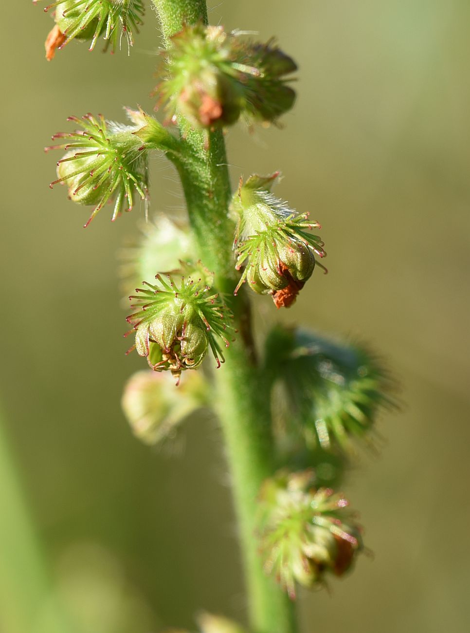 Изображение особи Agrimonia eupatoria.