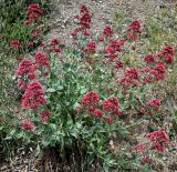 Centranthus ruber ssp. sibthorpii