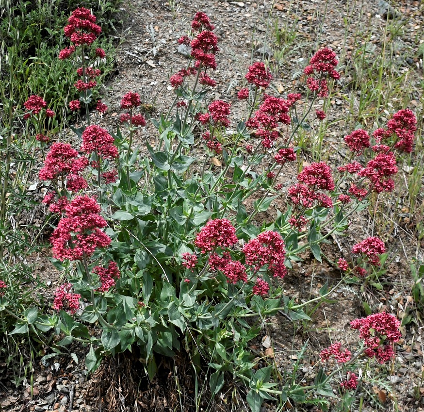 Изображение особи Centranthus ruber ssp. sibthorpii.
