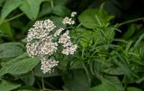 Achillea camtschatica. Верхушка цветущего растения (рядом видны листья Rubus). Курильские о-ва, о-в Кунашир, берег оз. Лагунное, опушка лиственного леса. 18.08.2022.