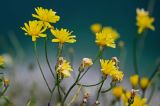 Crepis sonchifolia