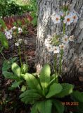 Primula japonica